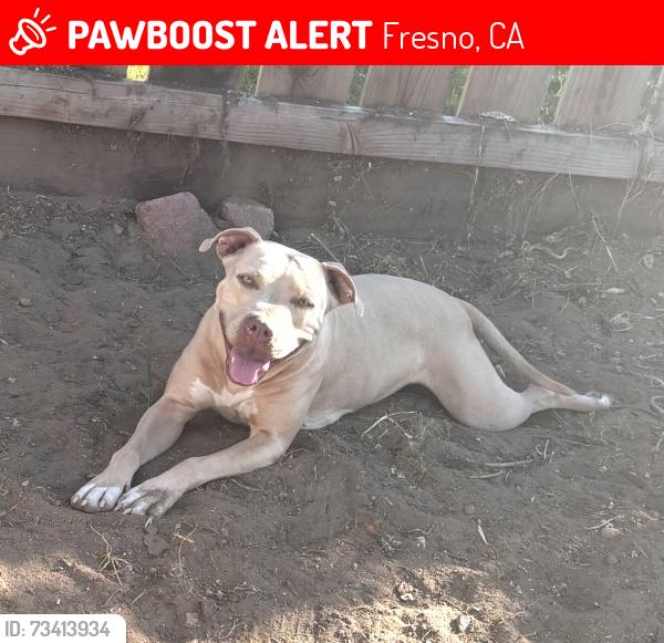 Lost Female Dog last seen Minnewawa/Ashlan, Fresno, CA 93727