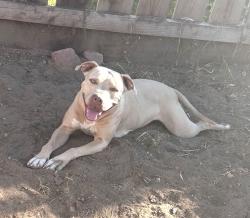 Lost Female Dog last seen Minnewawa/Ashlan, Fresno, CA 93727