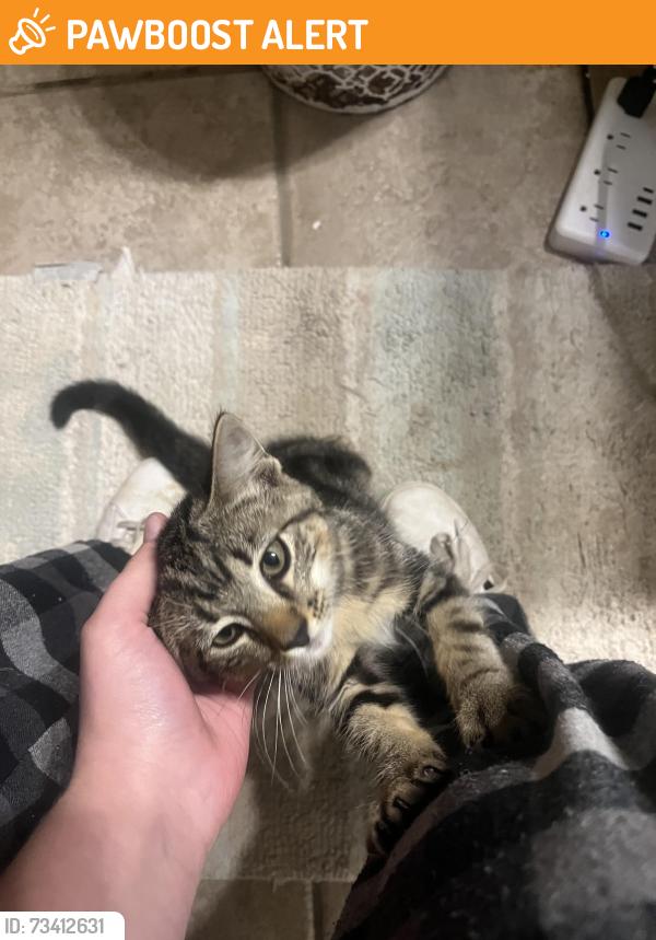 Found/Stray Male Cat last seen Garrets Carepet Connection, Pickaway County, OH 43103