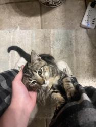 Found/Stray Male Cat last seen Garrets Carepet Connection, Pickaway County, OH 43103
