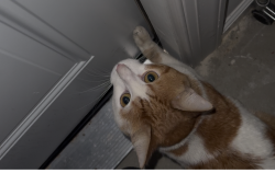 Found/Stray Unknown Cat last seen Woodmont by Sevier Park, Nashville, TN 37204