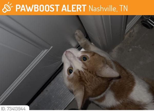 Found/Stray Unknown Cat last seen Woodmont by Sevier Park, Nashville, TN 37204