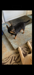 Lost Male Dog last seen Valley mall blvd, Union Gap, WA 98903