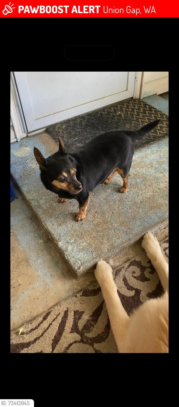 Lost Male Dog last seen Valley mall blvd, Union Gap, WA 98903