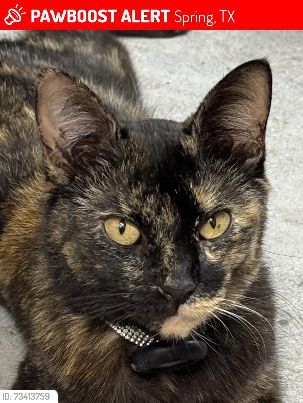 Lost Female Cat last seen Cypresswood & Castletown Park Ct, Spring, TX 77379