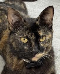 Lost Female Cat last seen Cypresswood & Castletown Park Ct, Spring, TX 77379