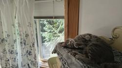 Lost Female Cat last seen 389th, La Center, WA 98629