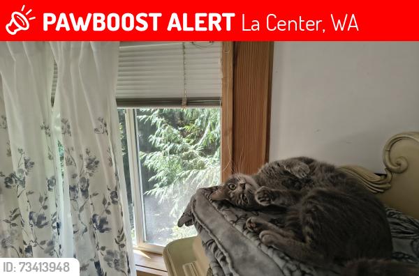 Lost Female Cat last seen 389th, La Center, WA 98629