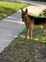 Found/Stray Unknown Dog last seen Milwaukee/ Kingsley, Orange Park, FL 32073