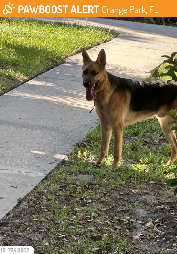 Found/Stray Unknown Dog last seen Milwaukee/ Kingsley, Orange Park, FL 32073