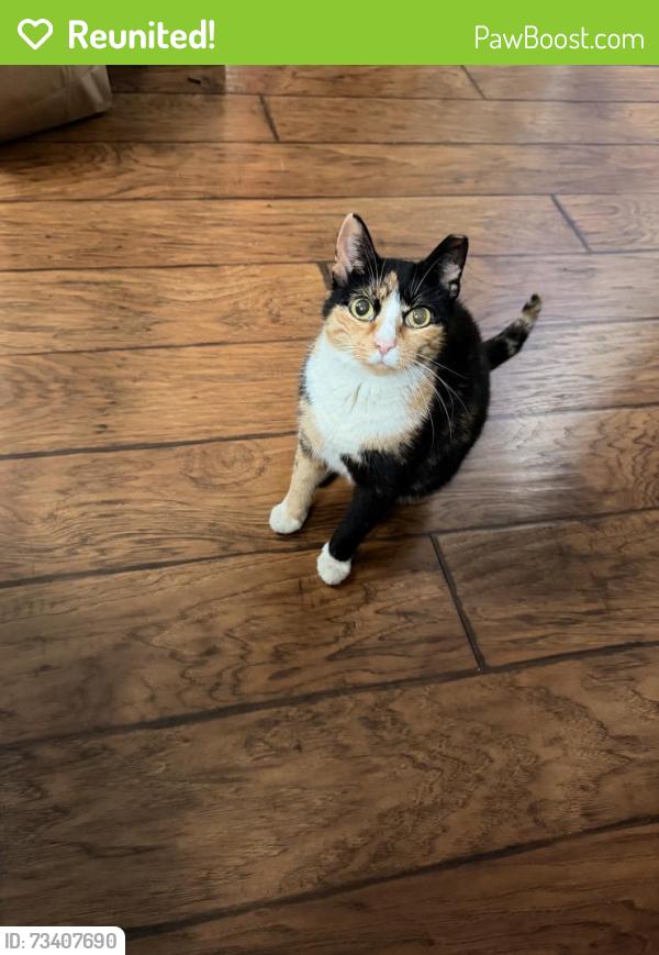 Reunited Female Cat last seen mascher and montgomery, Philadelphia, PA 19122