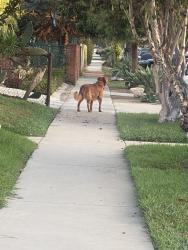 Lost Unknown Dog last seen passing 30th and la salle, Los Angeles, CA 90018