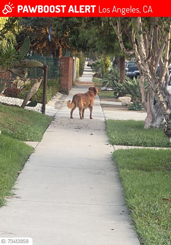 Lost Unknown Dog last seen passing 30th and la salle, Los Angeles, CA 90018