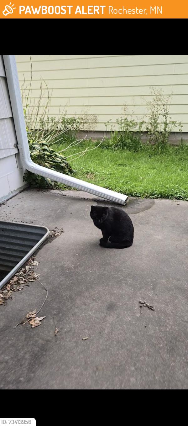 Found/Stray Unknown Cat last seen Walgreens, Rochester, MN 55901