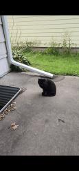 Found/Stray Unknown Cat last seen Walgreens, Rochester, MN 55901