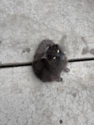 Found/Stray Unknown Cat last seen Near Forest Ave, Knoxville, TN 37916