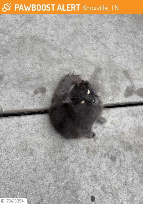 Found/Stray Unknown Cat last seen Near Forest Ave, Knoxville, TN 37916