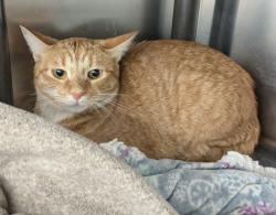 Shelter Stray Female Cat last seen Near BLOCK SANTA ROSA DR, DETROIT, MI , 48221, 1431 E Ferry St, Detroit, MI 48211, USA