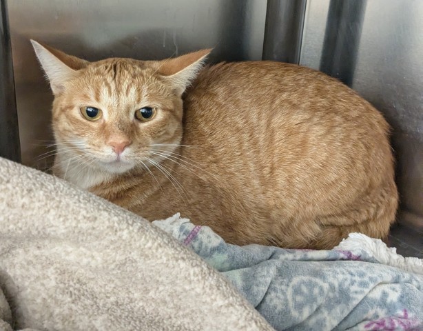 Shelter Stray Female Cat last seen Near BLOCK SANTA ROSA DR, DETROIT, MI , 48221, 1431 E Ferry St, Detroit, MI 48211, USA