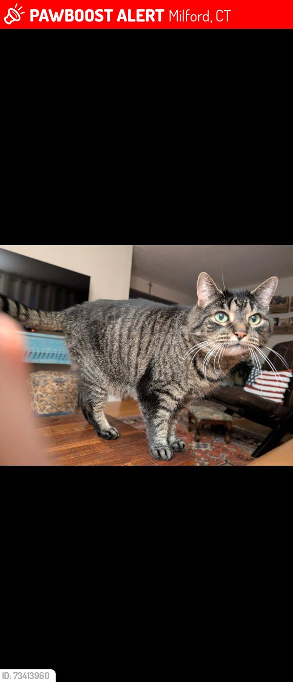 Lost Male Cat last seen Cornflower drive Milford ct, Milford, CT 06460