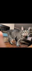 Lost Male Cat last seen Cornflower drive Milford ct, Milford, CT 06460