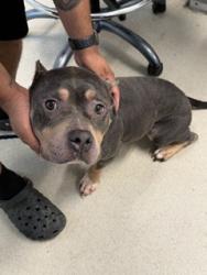 Shelter Stray Female Dog last seen GREEN LEVEL, 221 Stone Quarry Rd, Burlington, NC 27217, USA