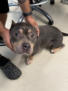 Shelter Stray Female Dog last seen GREEN LEVEL, 221 Stone Quarry Rd, Burlington, NC 27217, USA