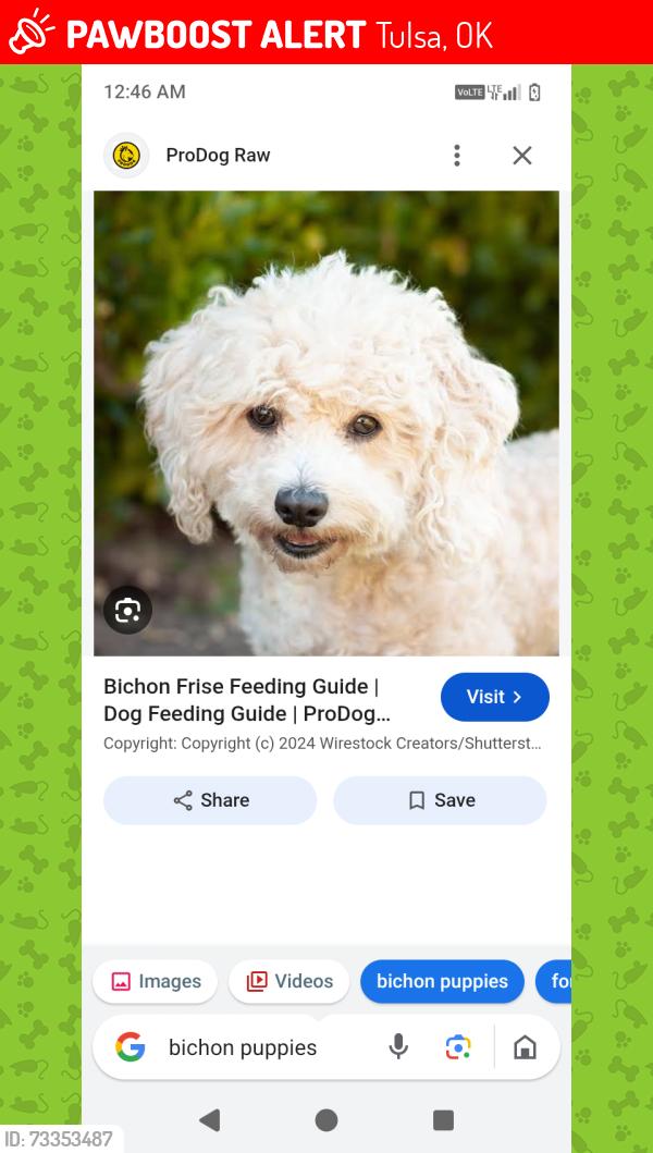 Lost Male Dog last seen Michonne 46th Street North and Louis, Tulsa, OK 74127