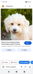 Lost Male Dog last seen Michonne 46th Street North and Louis, Tulsa, OK 74127