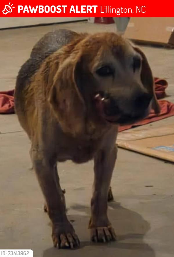 Lost Male Dog last seen Young Farm Drive Lillington NC, Lillington, NC 27546