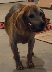 Lost Male Dog last seen Young Farm Drive Lillington NC, Lillington, NC 27546