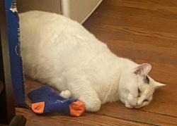 Reunited Female Cat last seen Westminster, Los Angeles, CA 90291
