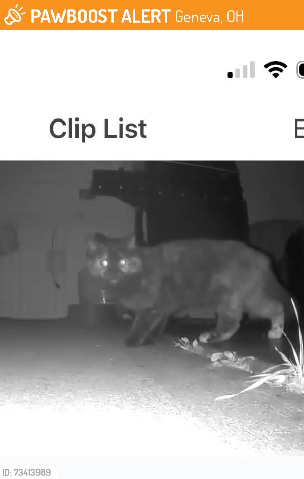 Found/Stray Unknown Cat last seen Near W Main St, Geneva, OH 44041, Geneva, OH 44041