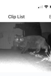 Found/Stray Unknown Cat last seen Near W Main St, Geneva, OH 44041, Geneva, OH 44041