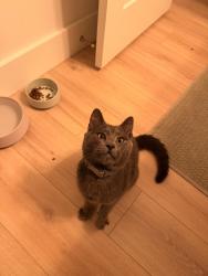 Found/Stray Male Cat last seen N Bear Creek & Cub Road, Asheville, NC 28806
