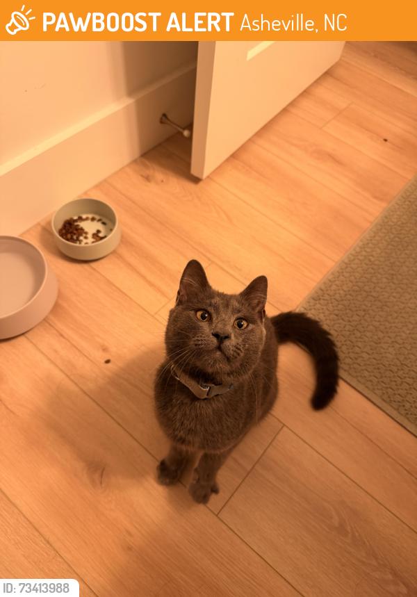 Found/Stray Male Cat last seen N Bear Creek & Cub Road, Asheville, NC 28806