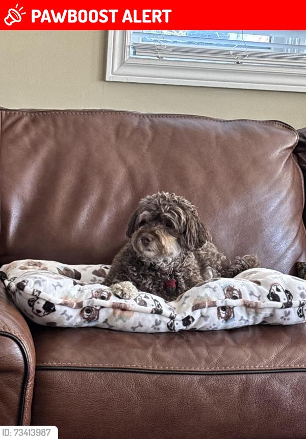 Lost Male Dog last seen Weider Express Hills, The Blue Mountains, ON 