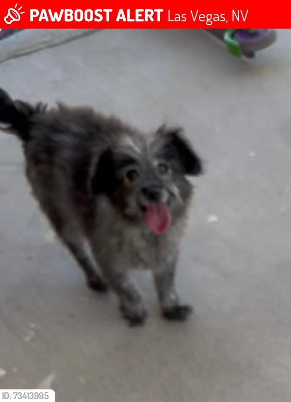 Lost Female Dog last seen CASHMAN/ OAKEY/WESTLE, Las Vegas, NV 89102