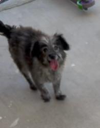 Lost Female Dog last seen CASHMAN/ OAKEY/WESTLE, Las Vegas, NV 89102