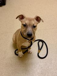 Shelter Stray Female Dog last seen MMBT, Newport News, VA, 5843 Jefferson Ave, Newport News, VA 23605, USA