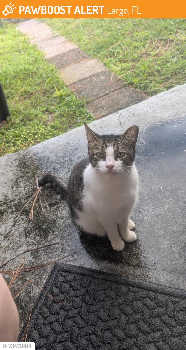 Found/Stray Female Cat last seen Near 18th ave sw, Largo, FL 33774