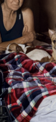 Lost Female Dog last seen Huffs Store Reidsville on Barnes St, Reidsville, NC 27320
