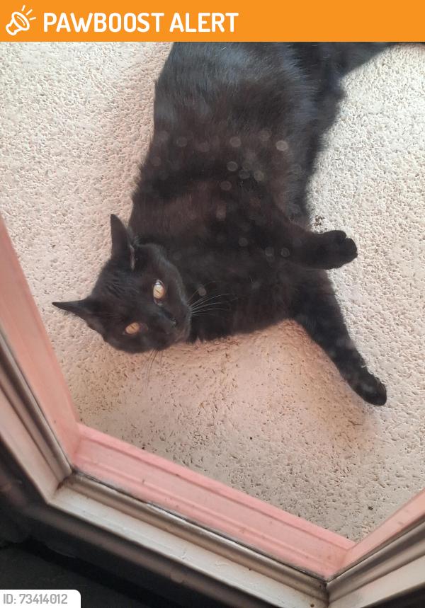 Found/Stray Unknown Cat last seen Biscayne drive and Cornelius blvd, Charlotte County, FL 33953