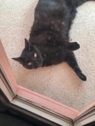 Found/Stray Unknown Cat last seen Biscayne drive and Cornelius blvd, Charlotte County, FL 33953