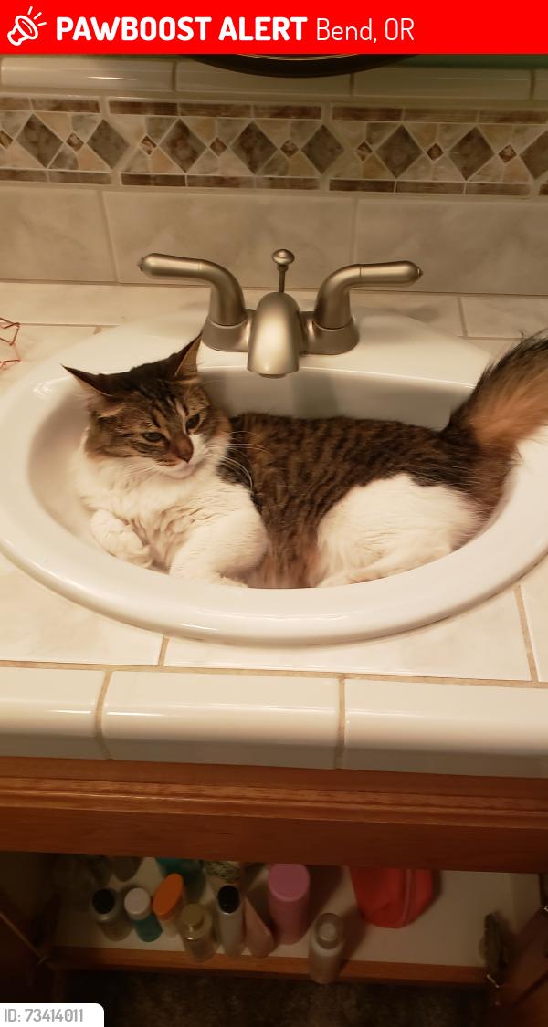 Lost Female Cat last seen Boyd acres, Bend, OR 97701
