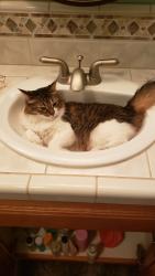 Lost Female Cat last seen Boyd acres, Bend, OR 97701