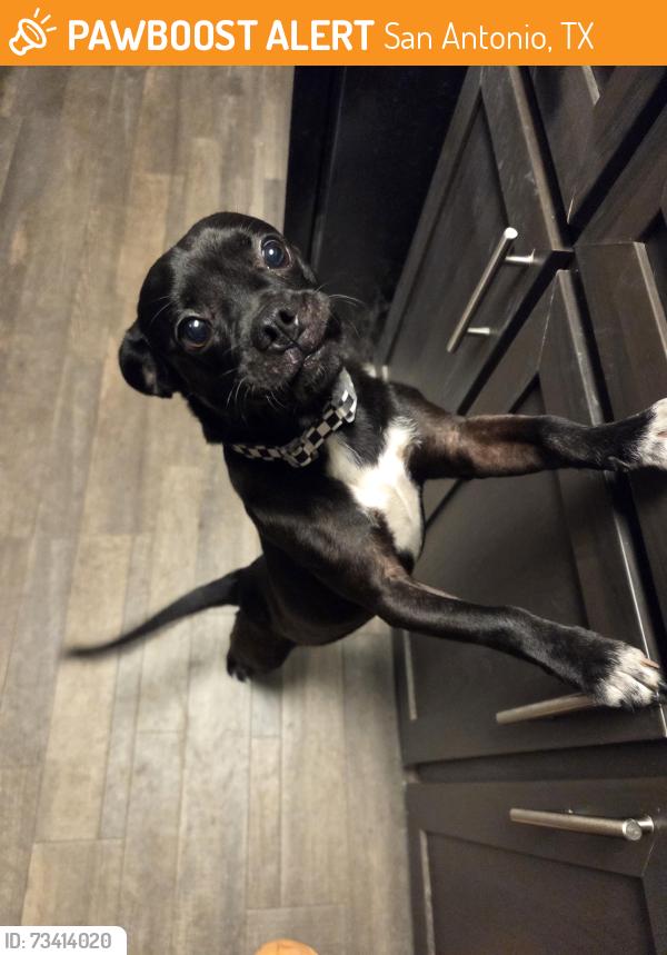 Found/Stray Male Dog last seen s. Military, San Antonio, TX 78223