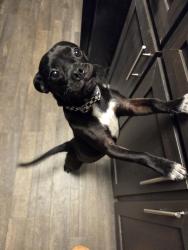 Found/Stray Male Dog last seen s. Military, San Antonio, TX 78223