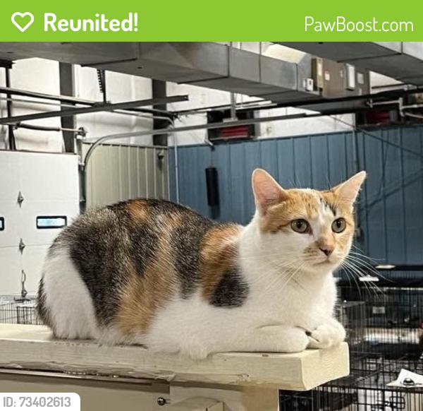 Reunited Female Cat last seen Tullys Kennel 77th and D st Omaha, NE, Omaha, NE 68124