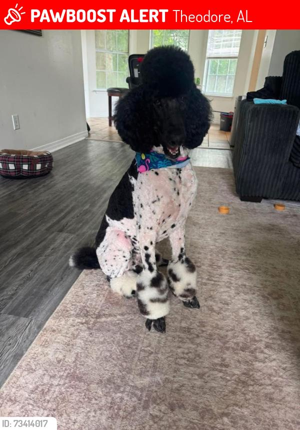 Lost Male Dog last seen Country Club blvd, Theodore, AL 36582